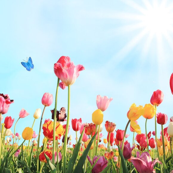 unlisted item - Picture 1 of 1